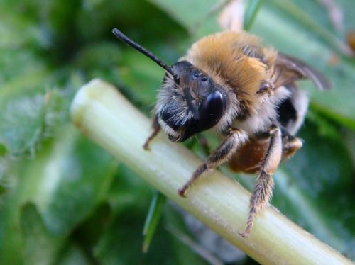 Eucera sp.