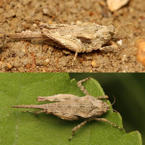 Réf. 158 279 : Tetrix bolivari