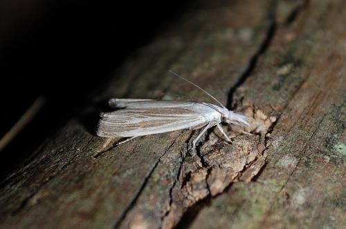 Réf. 158 162 : Metacrambus pallidellus
