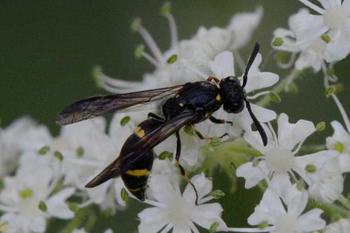 Réf. 158 796 : Symmorphus sp.