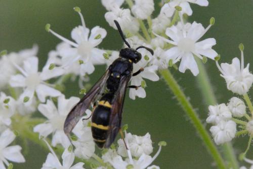 Réf. 158 797 : Symmorphus sp.
