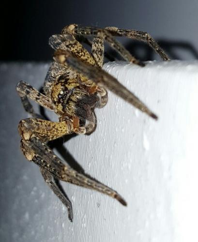 Zoropsis spinimana