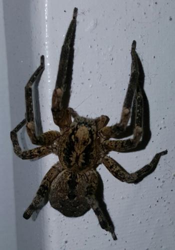 Zoropsis spinimana