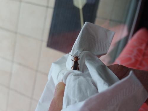 Phymatodes testaceus