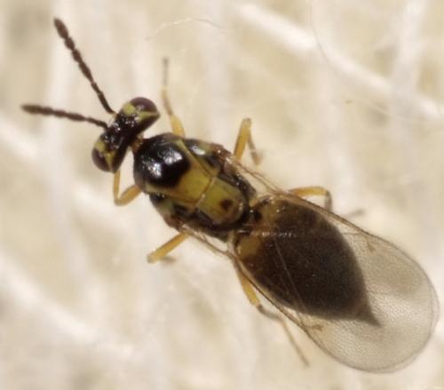 Sigmophora brevicornis