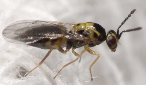 Sigmophora brevicornis