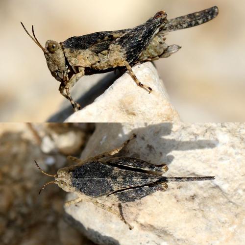 Paratettix meridionalis