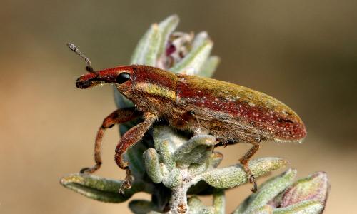 Lixus vilis