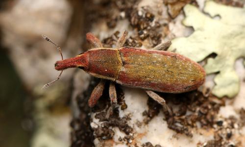 Lixus vilis