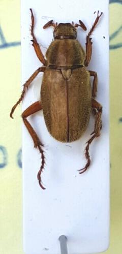 Ceraspis sp.