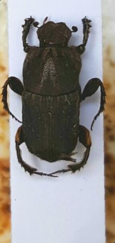 Réf. 158 178 : Eurysternus sp.