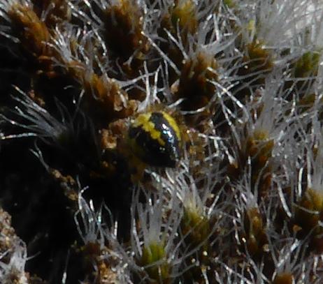Réf. 158 235 : Neoscona sp.