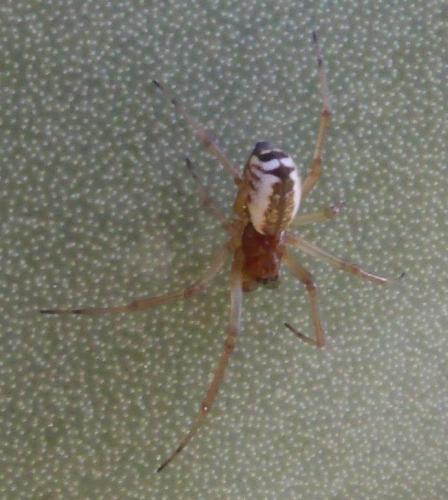 Réf. 158 238 : Frontinellina frutetorum
