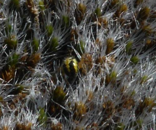 Réf. 158 236 : Neoscona sp.