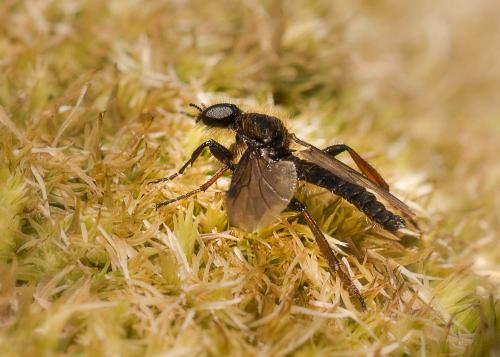 Bibio reticulatus