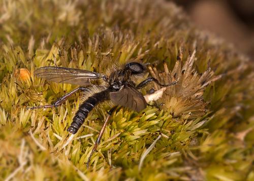Bibio reticulatus