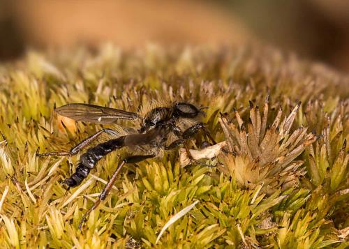 Bibio reticulatus