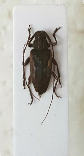 Leiopus pleuriticus