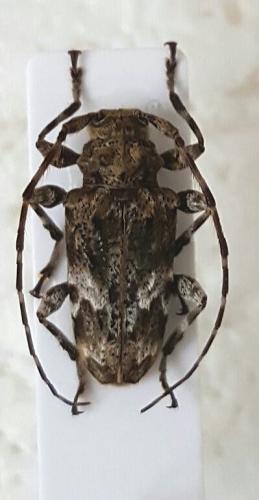Réf. 158 540 : Oreodera costaricensis