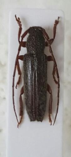 Ataxia obscura