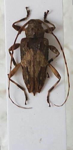 Nealcidion femoratum