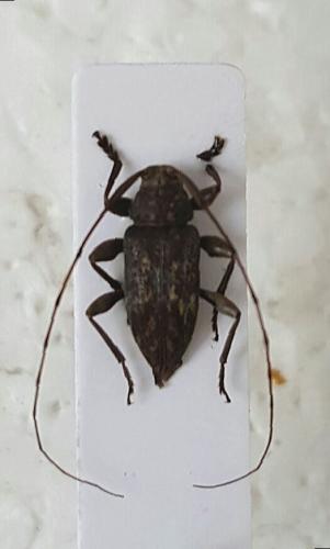Nyssodrysina haldemani