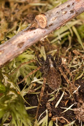 Pardosa sp.