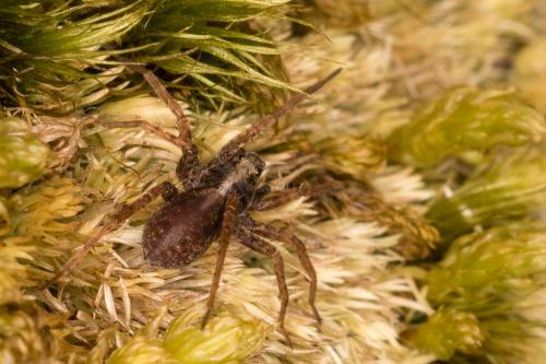 Pardosa sp.