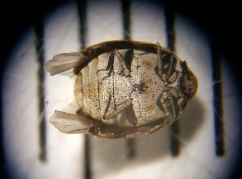 Anthrenus verbasci