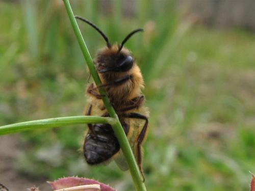 Andrena nigroaenea