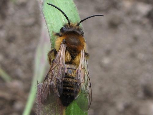 Andrena nigroaenea