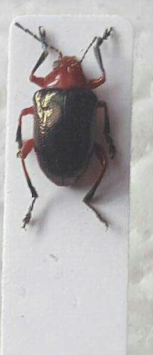 Réf. 158 888 : Eumolpinae inconnu