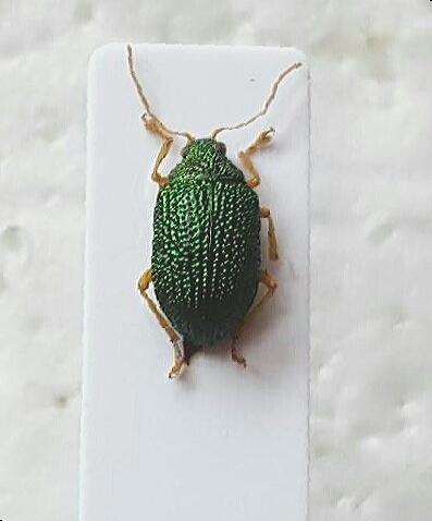 Eumolpinae