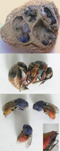 Chrysis sp.