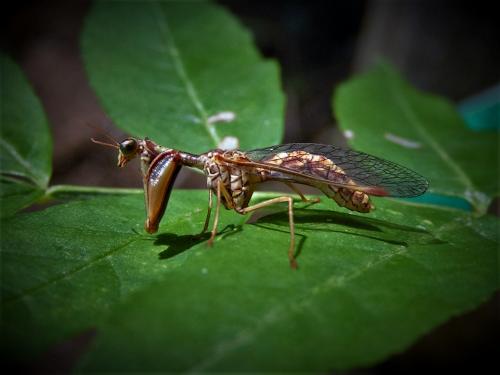 Réf. 158 669 : Mantispa styriaca