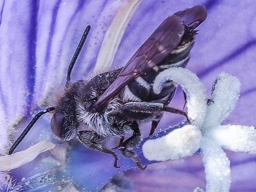 Réf. 158 938 : Coelioxys sp.