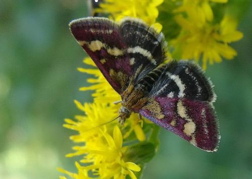 Réf. 158 626 : Pyrausta ostrinalis