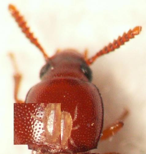 Corticeus bicolor