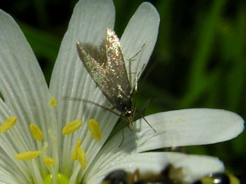 Metriotes lutarea
