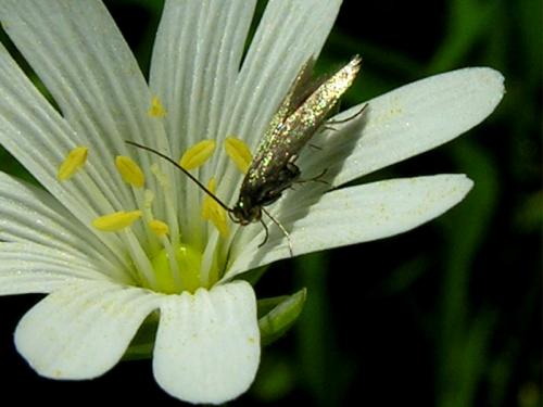 Metriotes lutarea