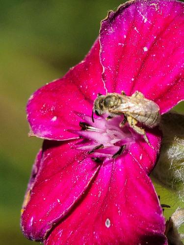 Réf. 158 330 : Seladonia pollinosa