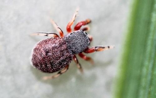 Réf. 158 069 : Ballus rufipes