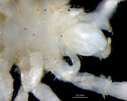 Ammothella longipes