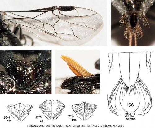 Dolerus sp.