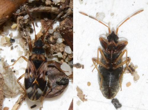 Scolopostethus sp.