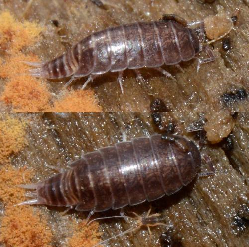 Réf. 158 244 : Hyloniscus riparius