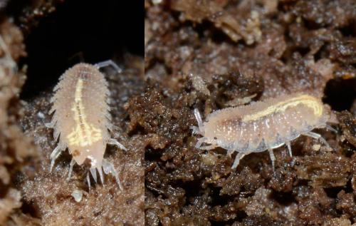 Androniscus dentiger