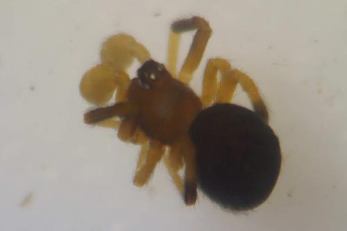 Phycosoma inornatum