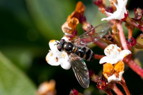 Meliscaeva auricollis