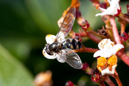 Meliscaeva auricollis